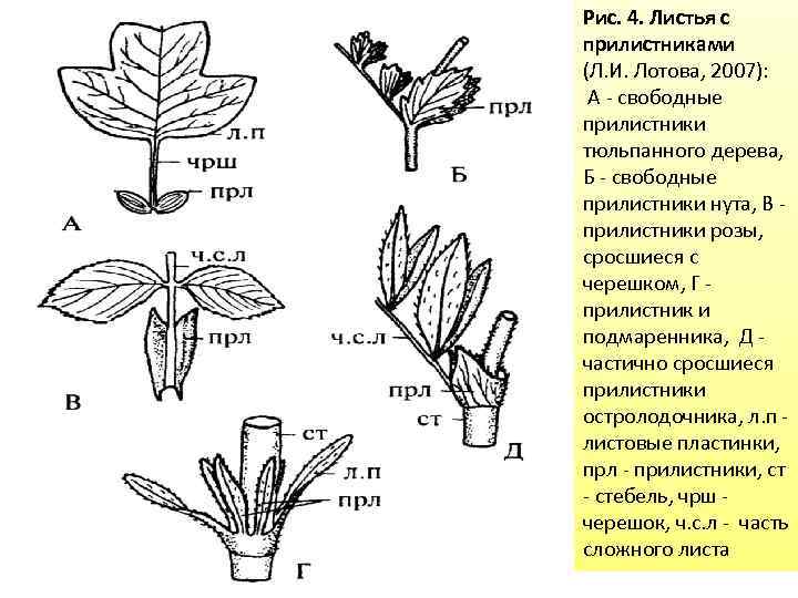 Рис. 4. Листья с прилистниками (Л. И. Лотова, 2007): А - свободные прилистники тюльпанного