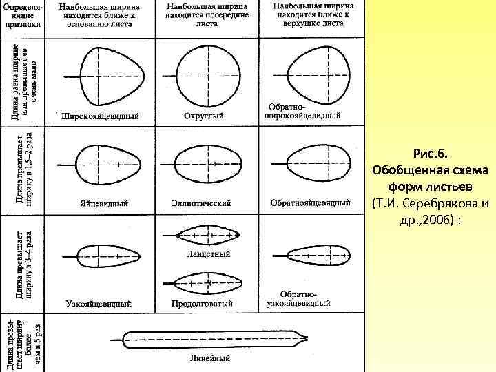 Рис. 6. Обобщенная схема форм листьев (Т. И. Серебрякова и др. , 2006) :