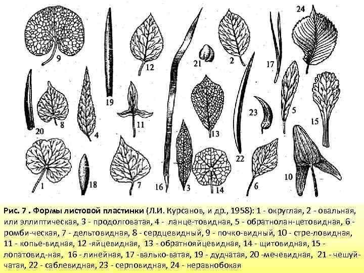 Лист какой орган побега