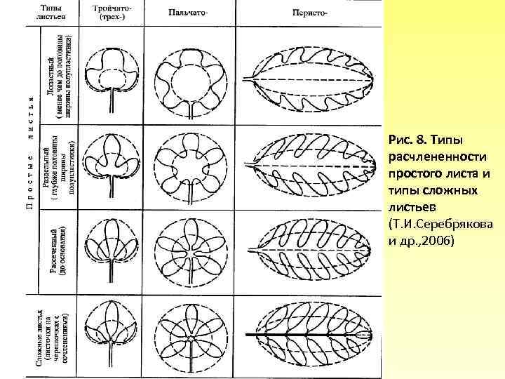 Поперечное сечение листа рисунок