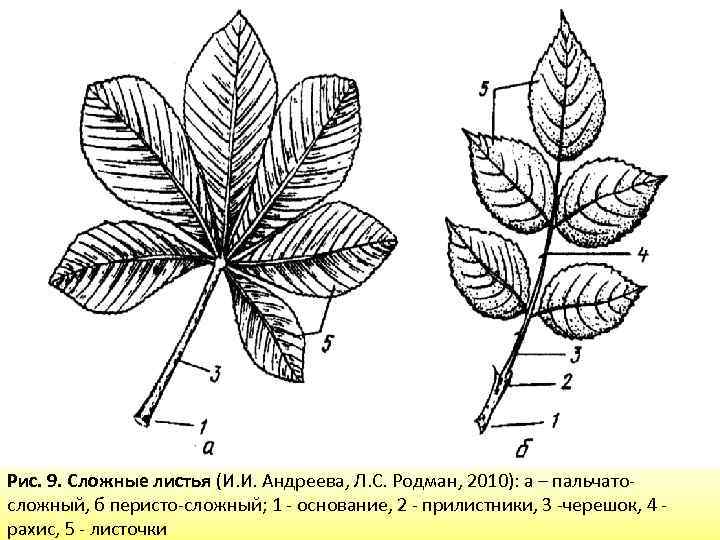 Листья на рисунке обозначены цифрой. Ясень обыкновенный прилистники \. Лист с черешком и прилистником. Морфология черешка листа. Морфология листа прилистники.