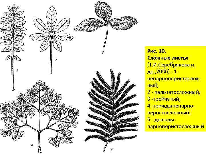 Рис. 10. Сложные листья (Т. И. Серебрякова и др. , 2006) : 1 непарноперистослож
