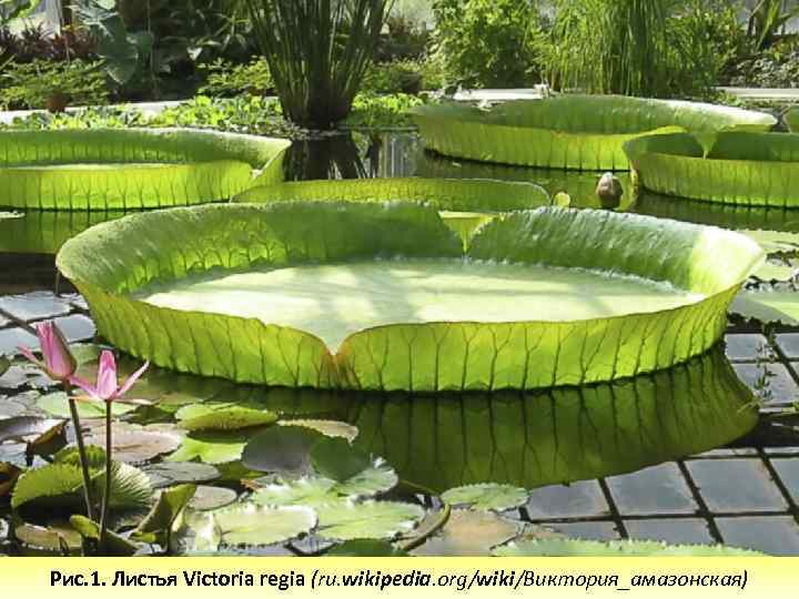 Рис. 1. Листья Victoria regia (ru. wikipedia. org/wiki/Виктория_амазонская) 