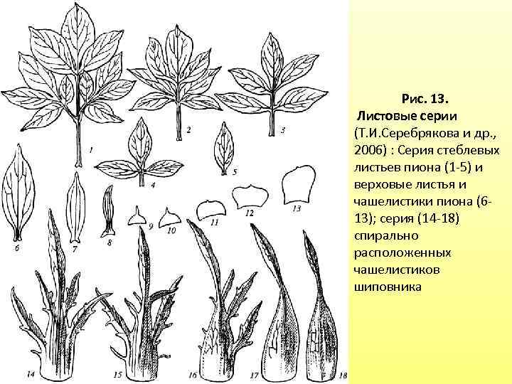  Рис. 13. Листовые серии (Т. И. Серебрякова и др. , 2006) : Серия