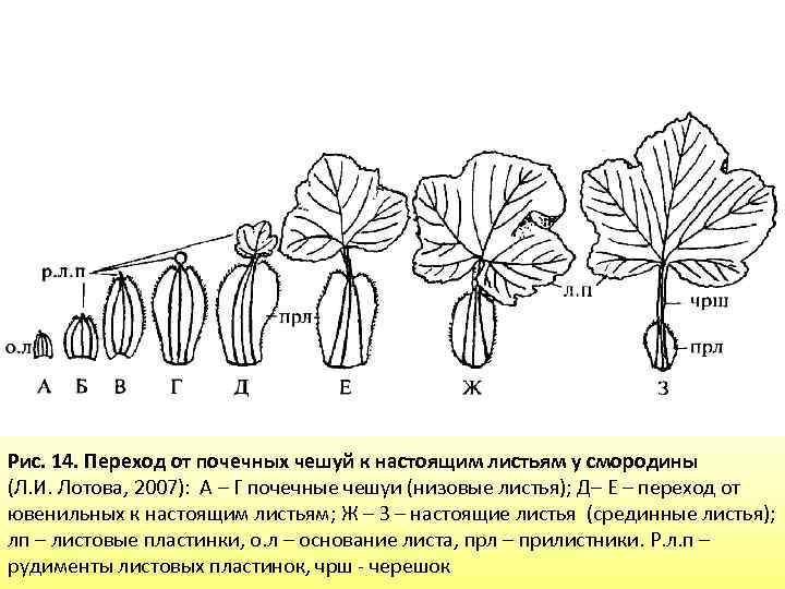 Боковой орган побега обозначен на рисунке цифрой