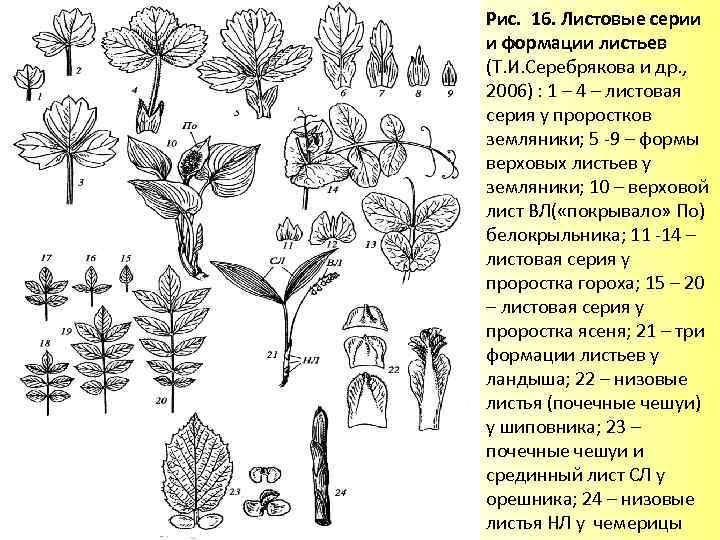 Верхний лист. Формации листьев Гетерофиллия. Листья низовой формации. Анизофиллия клена. Анизофиллия листьев.