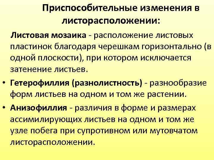  Приспособительные изменения в листорасположении: Листовая мозаика - расположение листовых пластинок благодаря черешкам горизонтально