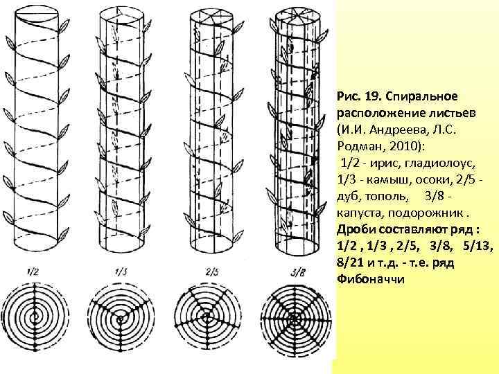 Рис. 19. Спиральное расположение листьев (И. И. Андреева, Л. С. Родман, 2010): 1/2 -