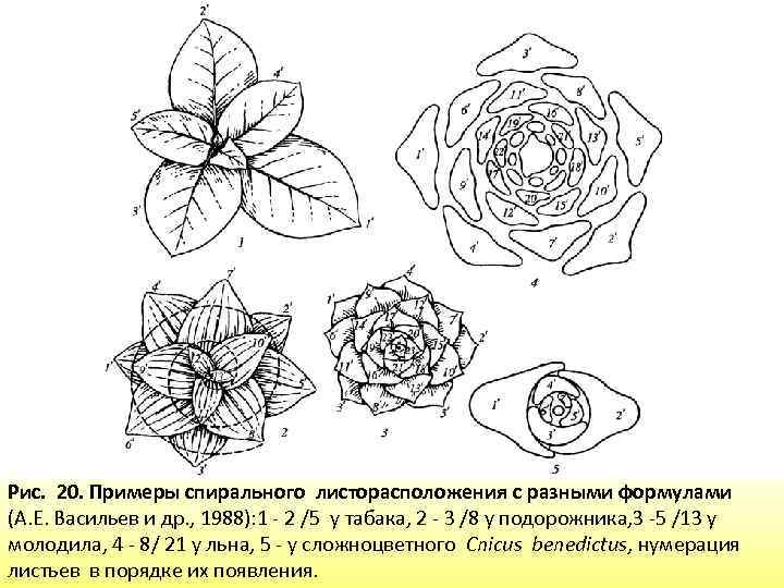 Формулы и диаграммы листорасположения