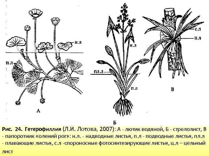 Какие органы растений изображены на рисунке буквами а б в