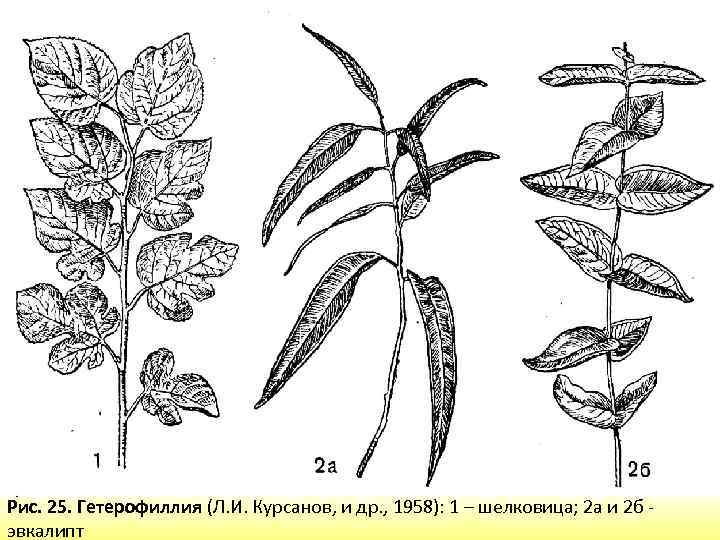 Рис. 25. Гетерофиллия (Л. И. Курсанов, и др. , 1958): 1 – шелковица; 2