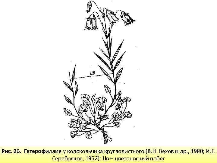 Боковой орган побега обозначен на рисунке цифрой