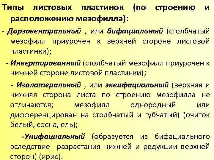 Типы листовых пластинок (по строению и расположению мезофилла): - Дорзовентральный , или бифациальный (столбчатый