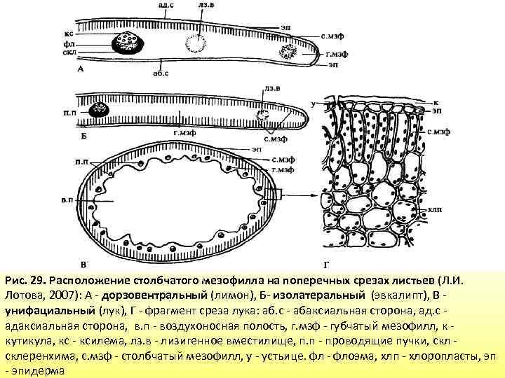 Рис. 29. Расположение столбчатого мезофилла на поперечных срезах листьев (Л. И. Лотова, 2007): А