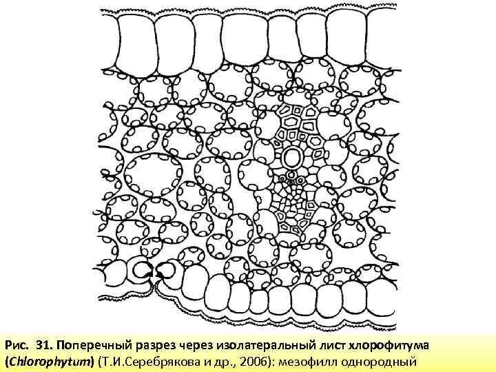 Рис. 31. Поперечный разрез через изолатеральный лист хлорофитума (Chlorophytum) (Т. И. Серебрякова и др.