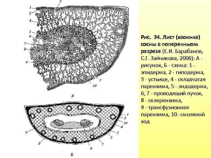 Боковой орган побега обозначен на рисунке цифрой