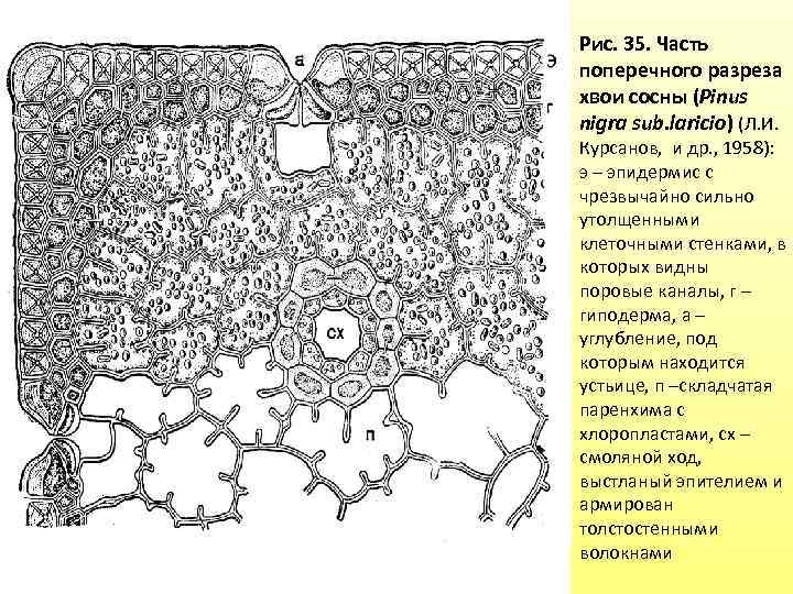 Рис. 35. Часть поперечного разреза хвои сосны (Pinus nigra sub. laricio) (Л. И. Курсанов,