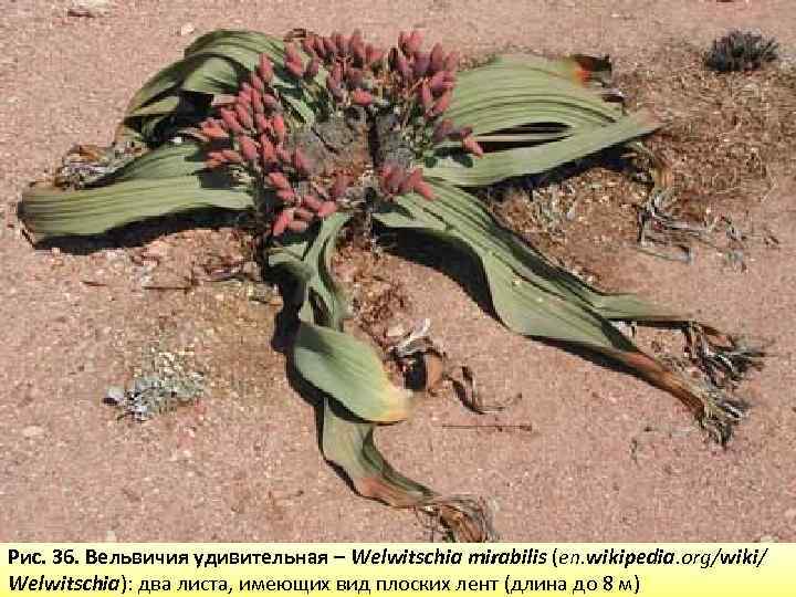 Рис. 36. Вельвичия удивительная – Welwitschia mirabilis (en. wikipedia. org/wiki/ Welwitschia): два листа, имеющих