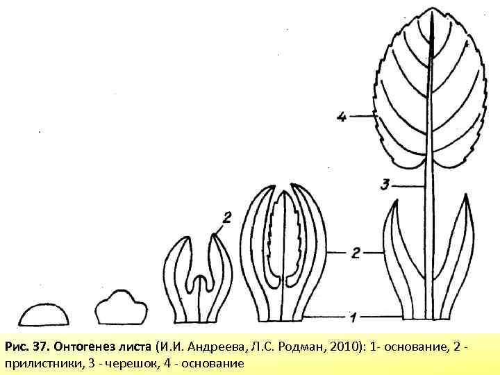 Обозначьте на рисунке части листа