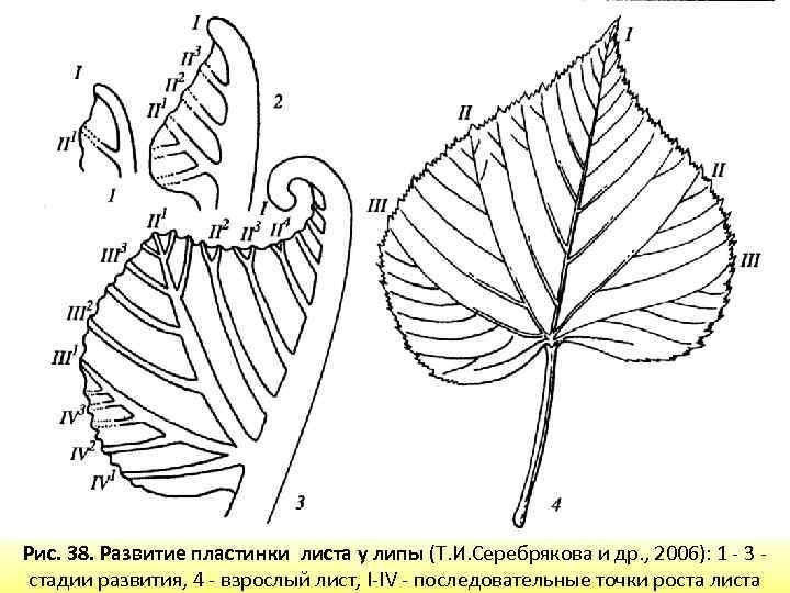 Лист рост. Лист липы Тип жилкования. Липа мелколистная строение листа. Лист листовая пластинка почка. Липа мелколистная жилкование.