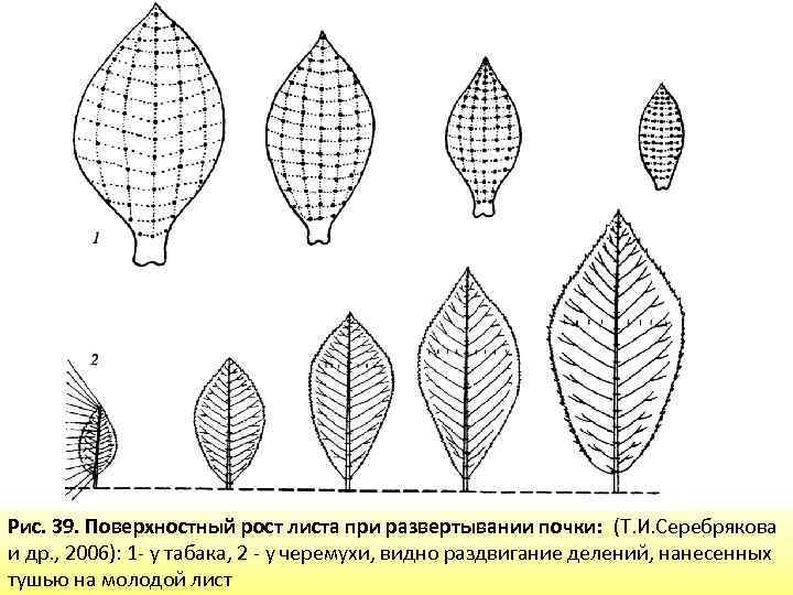 Рис. 39. Поверхностный рост листа при развертывании почки: (Т. И. Серебрякова и др. ,