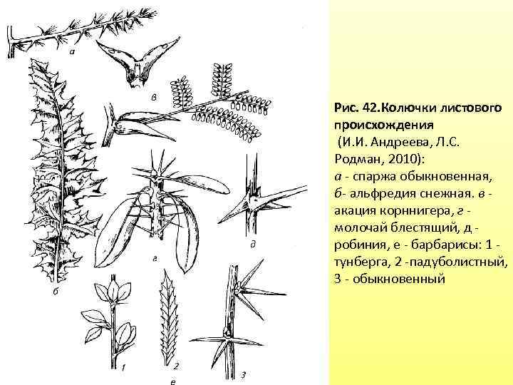 Рис. 42. Колючки листового происхождения (И. И. Андреева, Л. С. Родман, 2010): а -