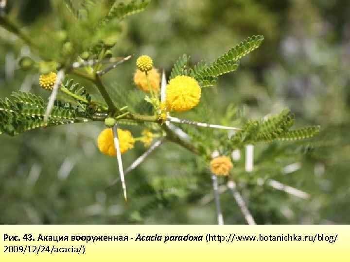 Рис. 43. Акация вооруженная - Acacia paradoxa (http: //www. botanichka. ru/blog/ 2009/12/24/acacia/) 