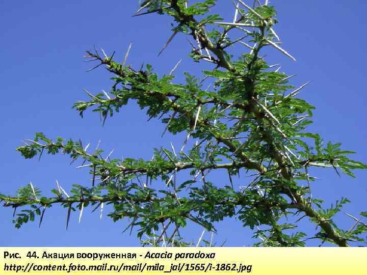 Рис. 44. Акация вооруженная - Acacia paradoxa http: //content. foto. mail. ru/mail/mila_jal/1565/i-1862. jpg 