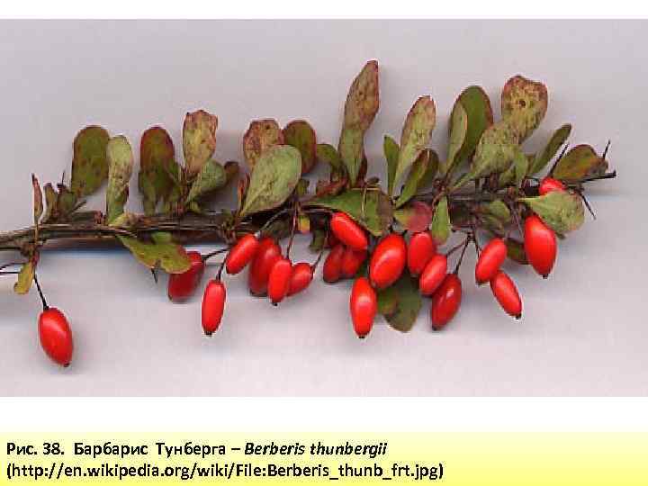 Рис. 38. Барбарис Тунберга – Berberis thunbergii (http: //en. wikipedia. org/wiki/File: Berberis_thunb_frt. jpg) 