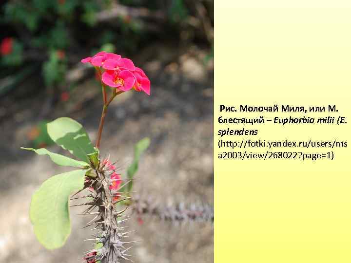 Рис. Молочай Миля, или М. блестящий – Euphorbia milii (Е. splendens (http: //fotki. yandex.