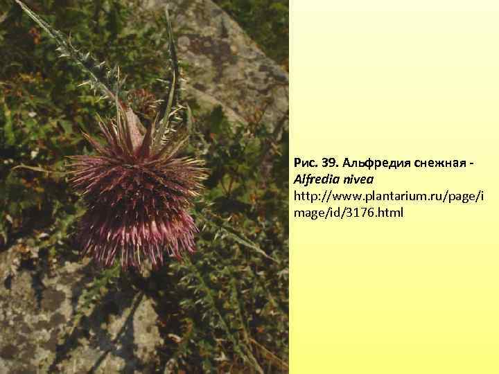 Рис. 39. Альфредия снежная Alfredia nivea http: //www. plantarium. ru/page/i mage/id/3176. html 