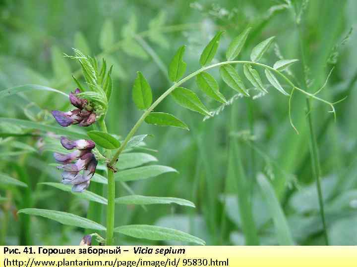 Рис. 41. Горошек заборный – Vicia sepium (http: //www. plantarium. ru/page/image/id/ 95830. html 