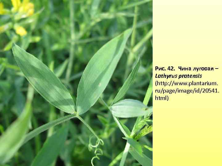 Рис. 42. Чина луговая – Lathyrus pratensis (http: //www. plantarium. ru/page/image/id/20541. html) 