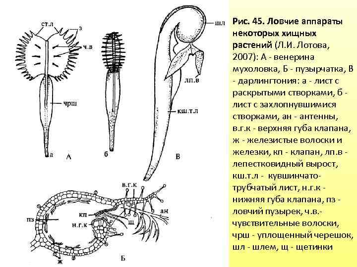 Рис. 45. Ловчие аппараты некоторых хищных растений (Л. И. Лотова, 2007): А - венерина