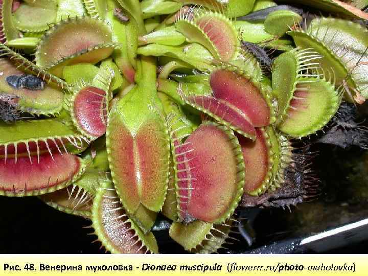 Рис. 48. Венерина мухоловка - Dionaea muscipula (flowerrr. ru/photo-muholovka) 