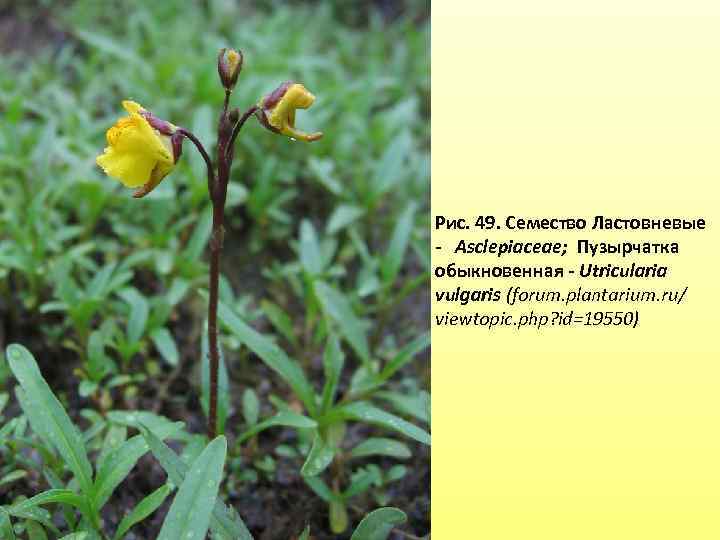 Рис. 49. Семество Ластовневые - Asclepiaceae; Пузырчатка обыкновенная - Utricularia vulgaris (forum. plantarium. ru/