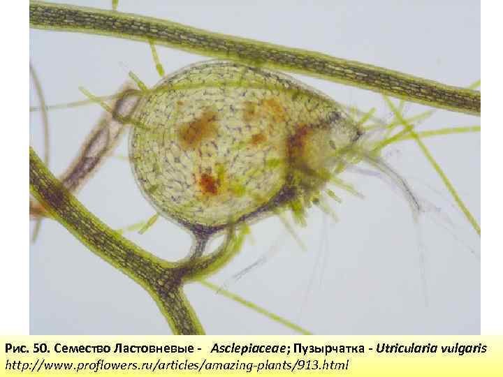 Рис. 50. Семество Ластовневые - Asclepiaceae; Пузырчатка - Utricularia vulgaris http: //www. proflowers. ru/articles/amazing-plants/913.