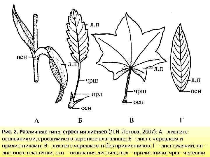 Внешнее строение листьев тест