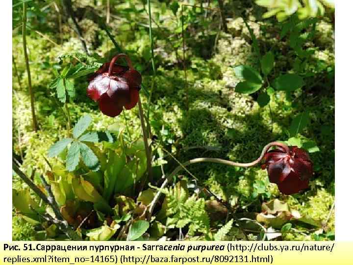 Рис. 51. Саррацения пурпурная - Sarracenia purpurea (http: //clubs. ya. ru/nature/ replies. xml? item_no=14165)