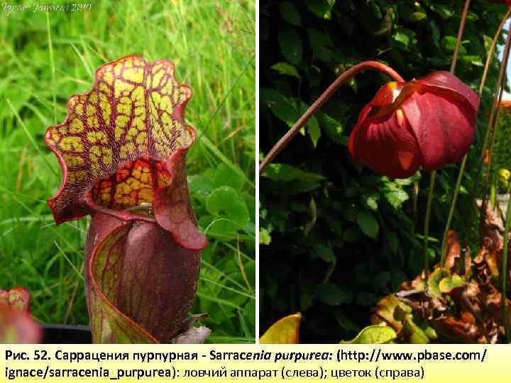 Рис. 52. Саррацения пурпурная - Sarracenia purpurea: (http: //www. pbase. com/ ignace/sarracenia_purpurea): ловчий аппарат