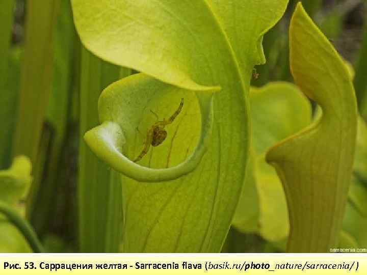 Рис. 53. Саррацения желтая - Sarracenia flava (basik. ru/photo_nature/sarracenia/ ) 