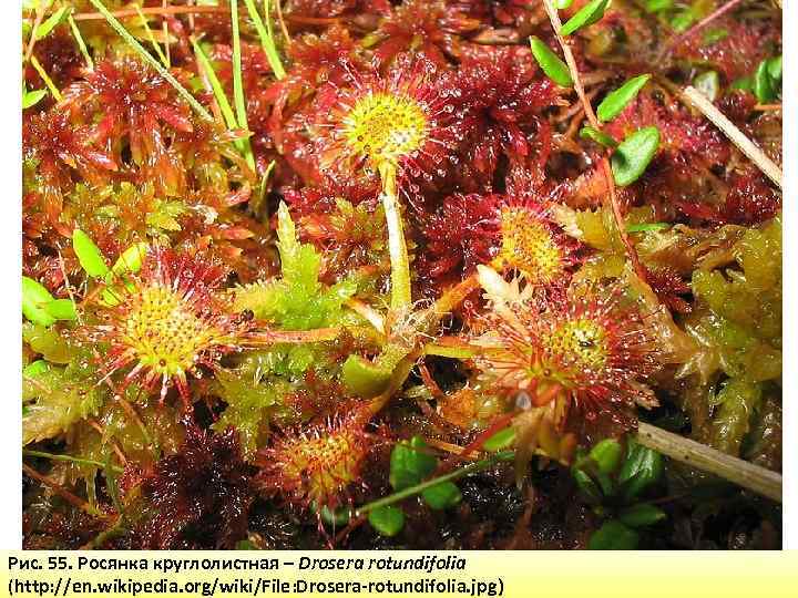 Рис. 55. Росянка круглолистная – Drosera rotundifolia (http: //en. wikipedia. org/wiki/File: Drosera-rotundifolia. jpg) 