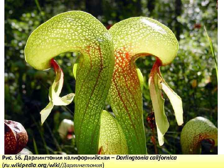 Рис. 56. Дарлингтония калифорнийская – Darlingtonia californica (ru. wikipedia. org/wiki/Дарлингтония) 