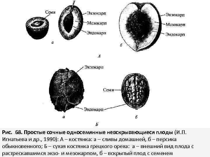 Схема грецкого ореха