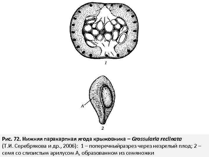 Рис. 72. Нижняя паракарпная ягода крыжовника – Grossularia reclinata (Т. И. Серебрякова и др.