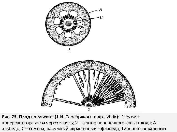 Рис. 75. Плод апельсина (Т. И. Серебрякова и др. , 2006): 1 - схема