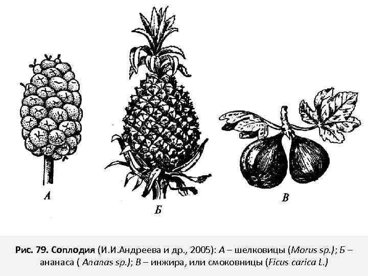 Рис. 79. Соплодия (И. И. Андреева и др. , 2005): А – шелковицы (Morus