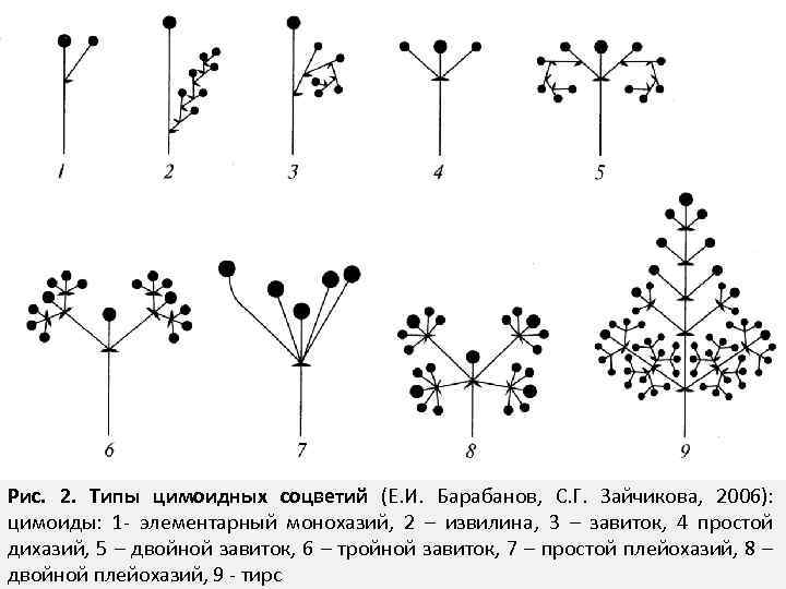 Рис. 2. Типы цимоидных соцветий (Е. И. Барабанов, С. Г. Зайчикова, 2006): цимоиды: 1