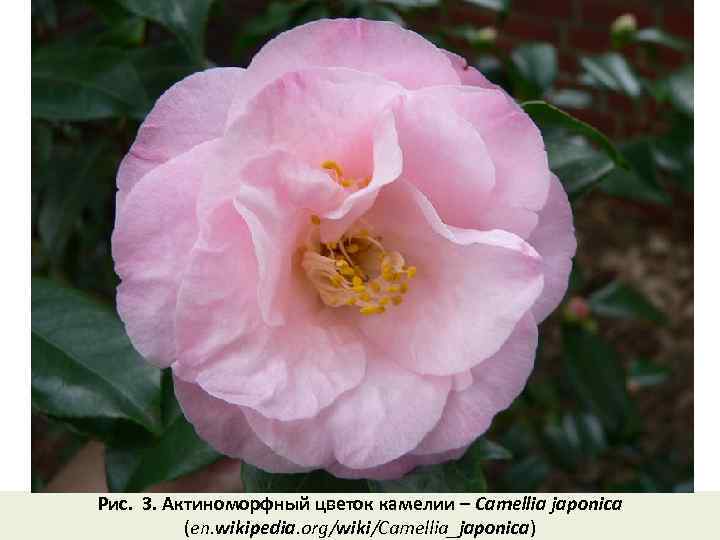 Рис. 3. Актиноморфный цветок камелии – Саmellia japonica (en. wikipedia. org/wiki/Camellia_japonica) 