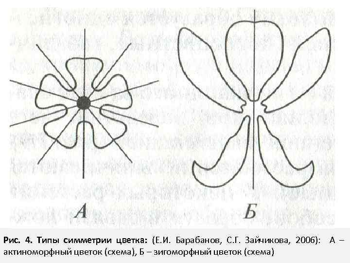 Рисунок цветка симметрия